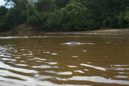 Image of Bolivian river dolphin