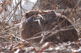 Image of Korean Hare