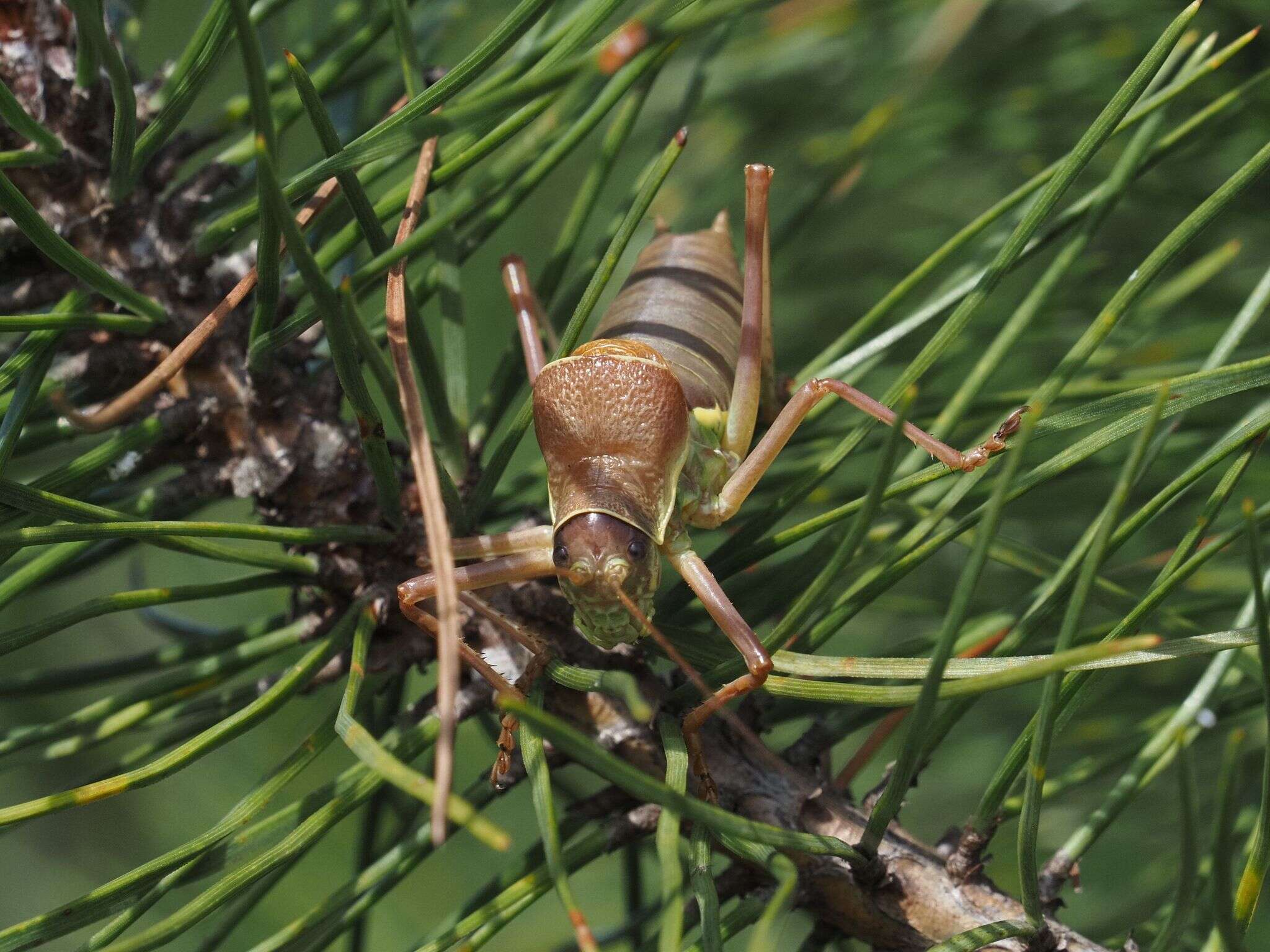 Image of saddle-backed bush-cricket