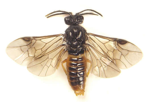 Image of Aprosthema melanurum