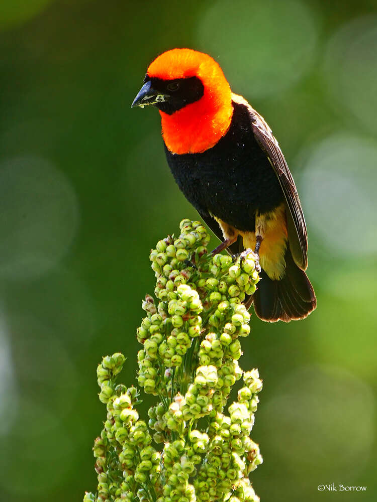 Image of Black-winged Bishop