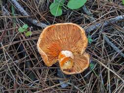 Image of Lactarius semisanguifluus R. Heim & Leclair 1950