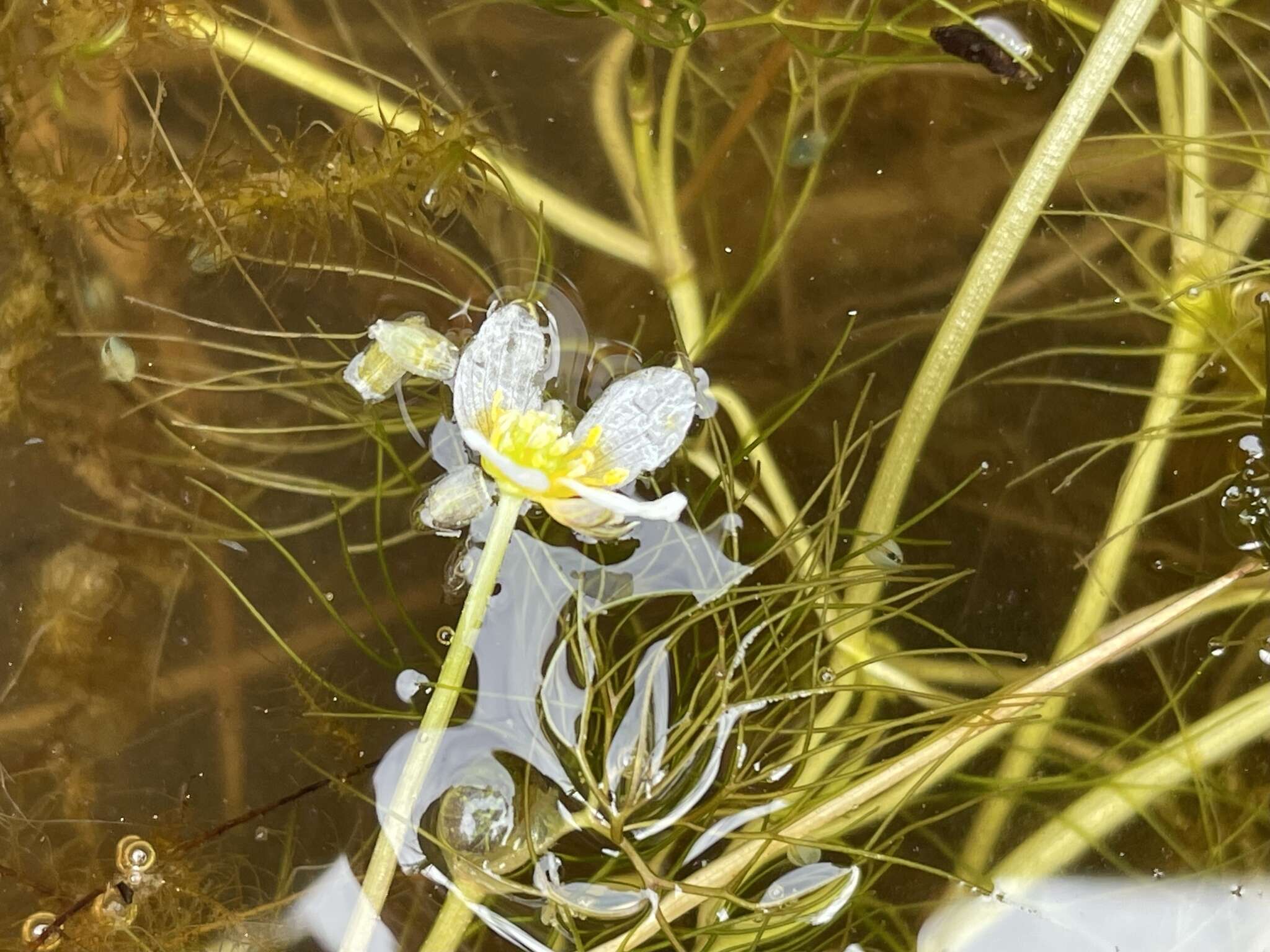 Image of Panarctic Water-Crowfoot