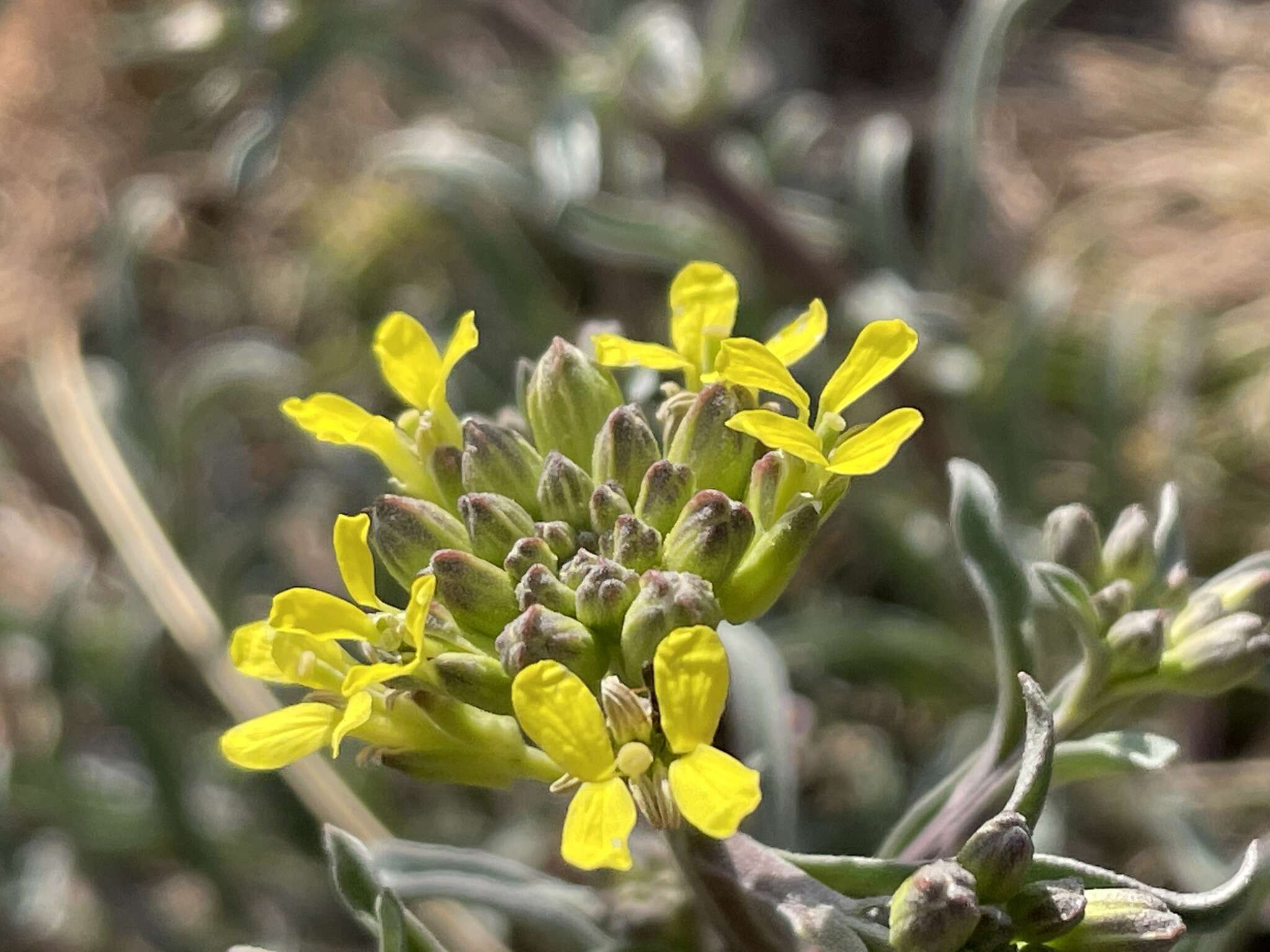 Image of Erysimum crepidifolium Rchb.