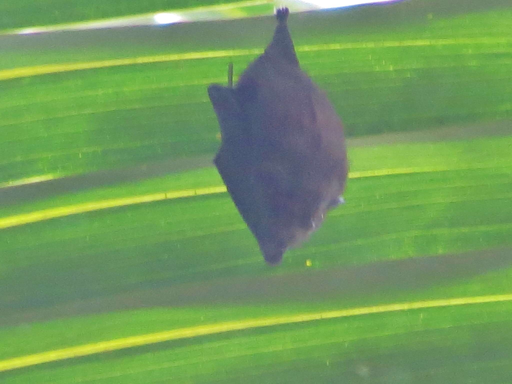 Image of Short-eared Bat
