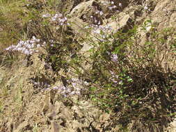 Sivun Veronica hulkeana subsp. hulkeana kuva