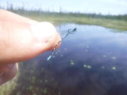 Image of Subarctic Bluet