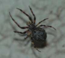 Image of Gray Cross Spider