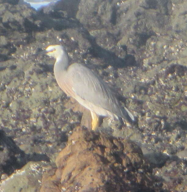 Image of White-faced Heron