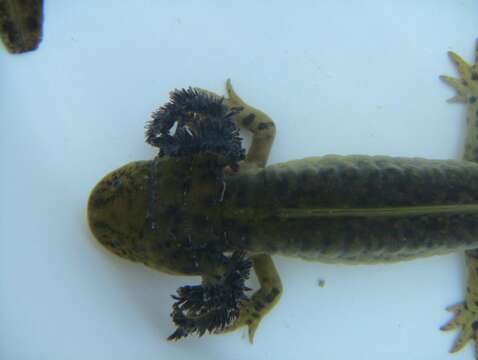 Image of Plateau Tiger Salamander