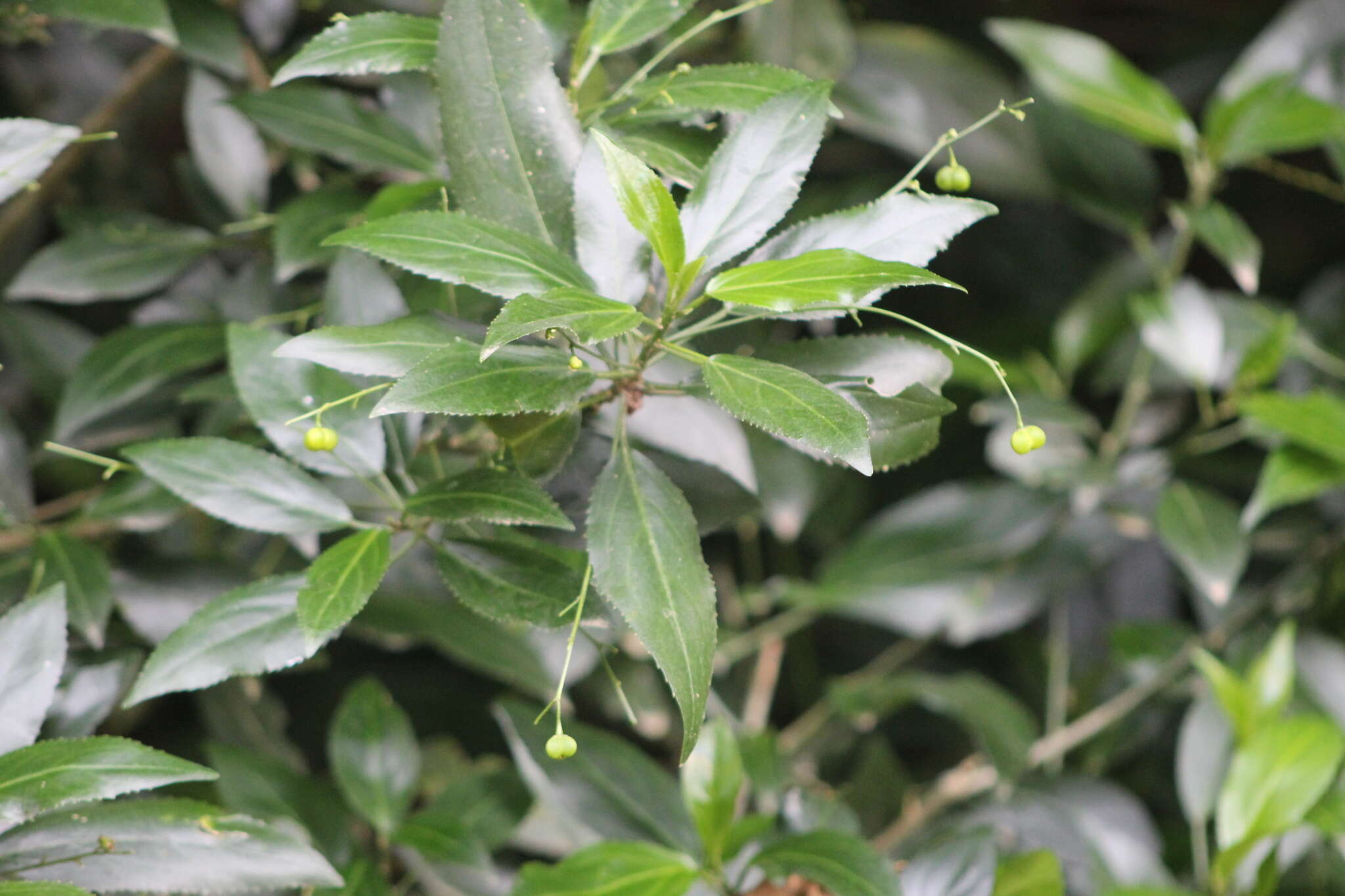 Plancia ëd Micrococca capensis (Baill.) Prain