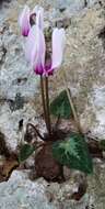 Image of Cyclamen graecum Link