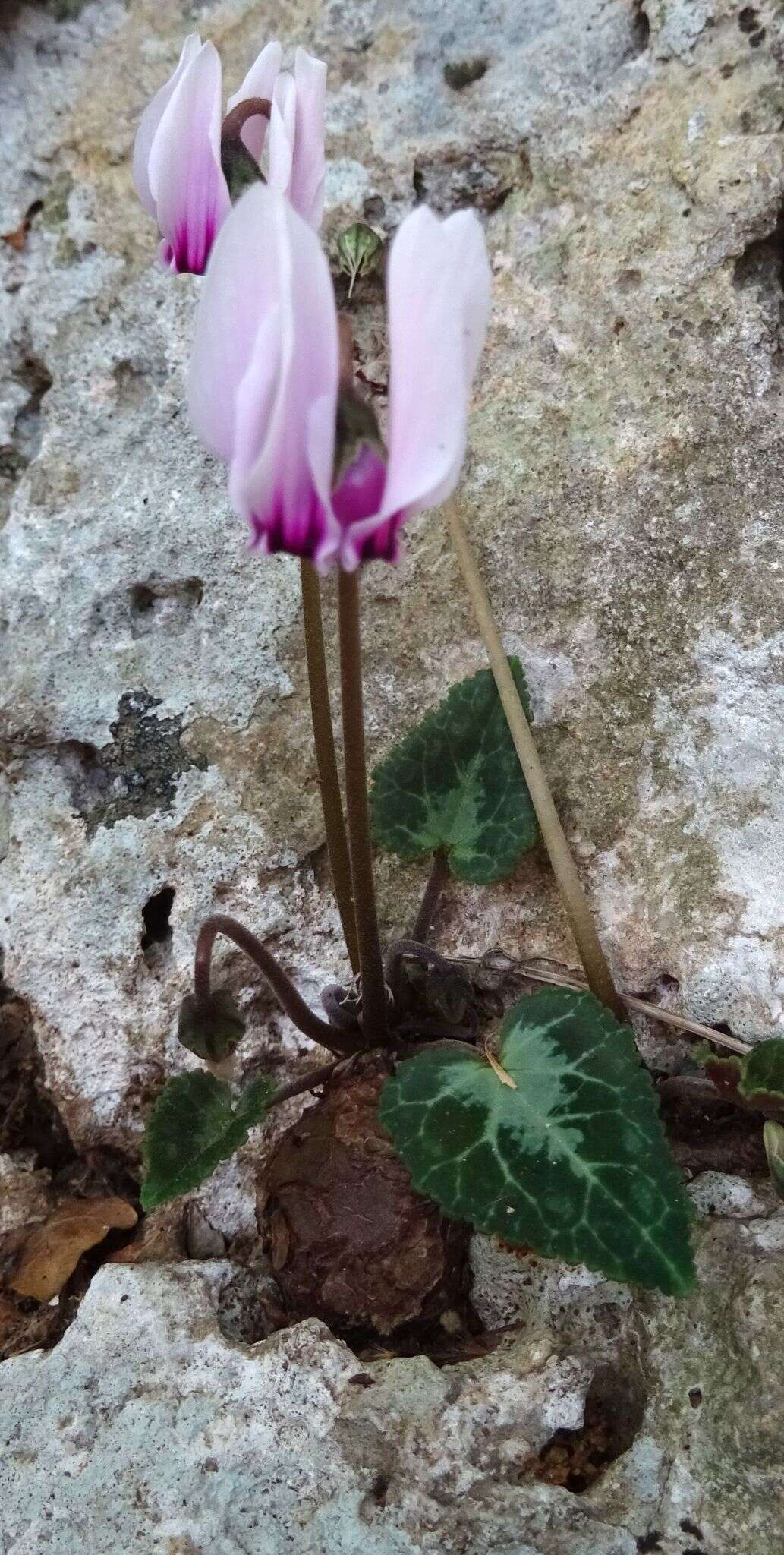 Image of Cyclamen graecum Link