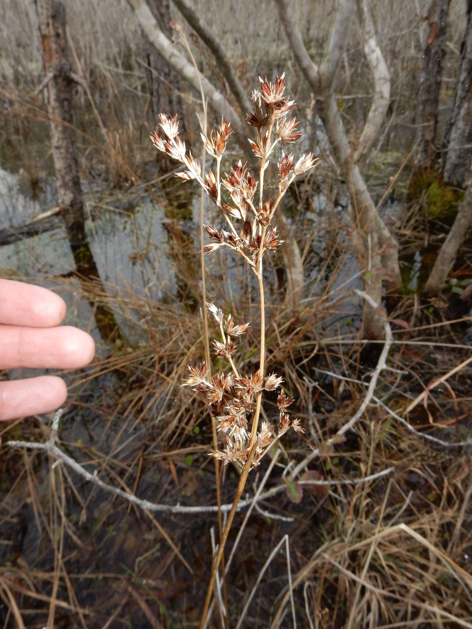 Imagem de Juncus trigonocarpus Steud.