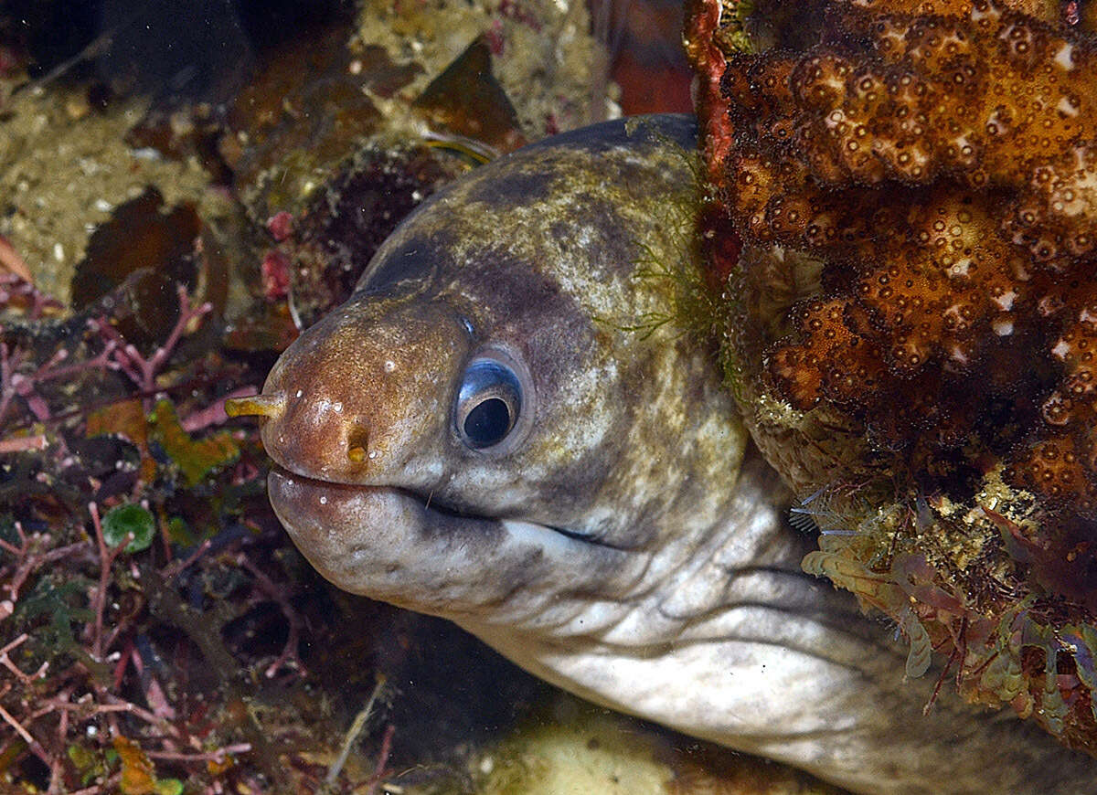 Image of Barred moray