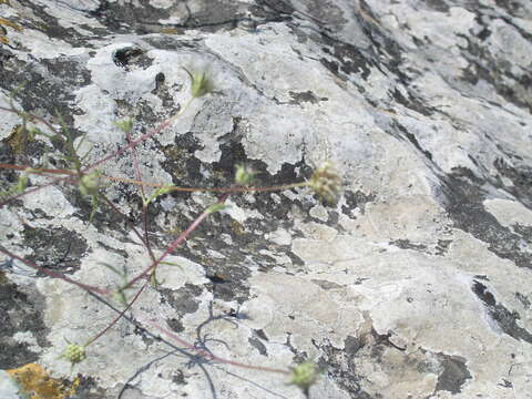 Image of Lomelosia argentea (L.) W. Greuter & Burdet