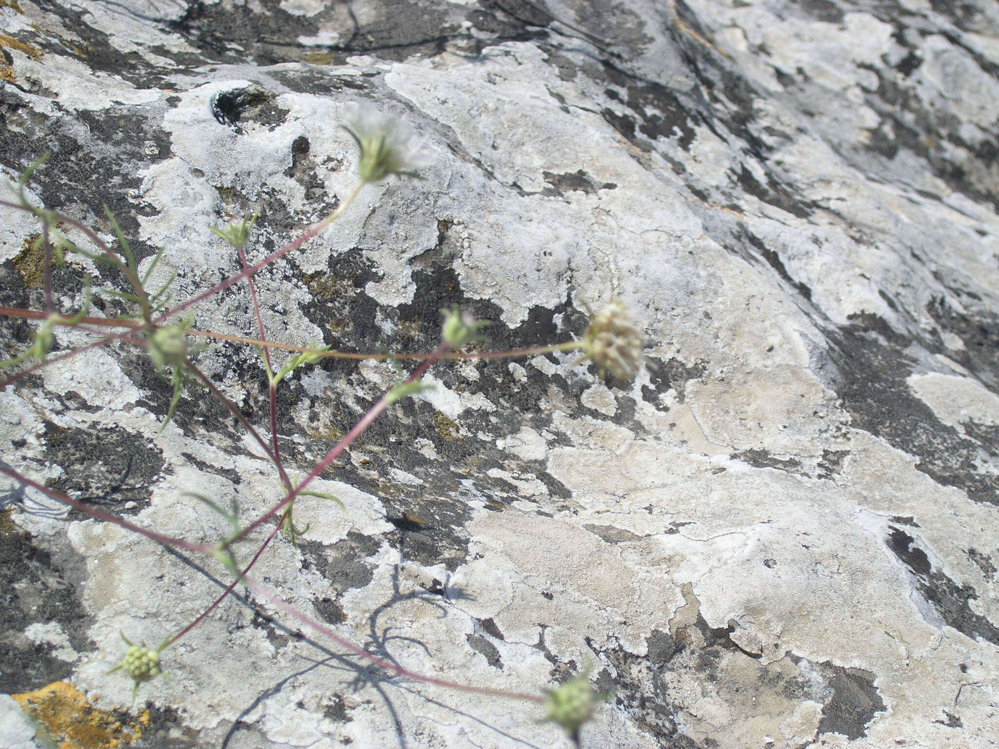 Image de Lomelosia argentea (L.) W. Greuter & Burdet