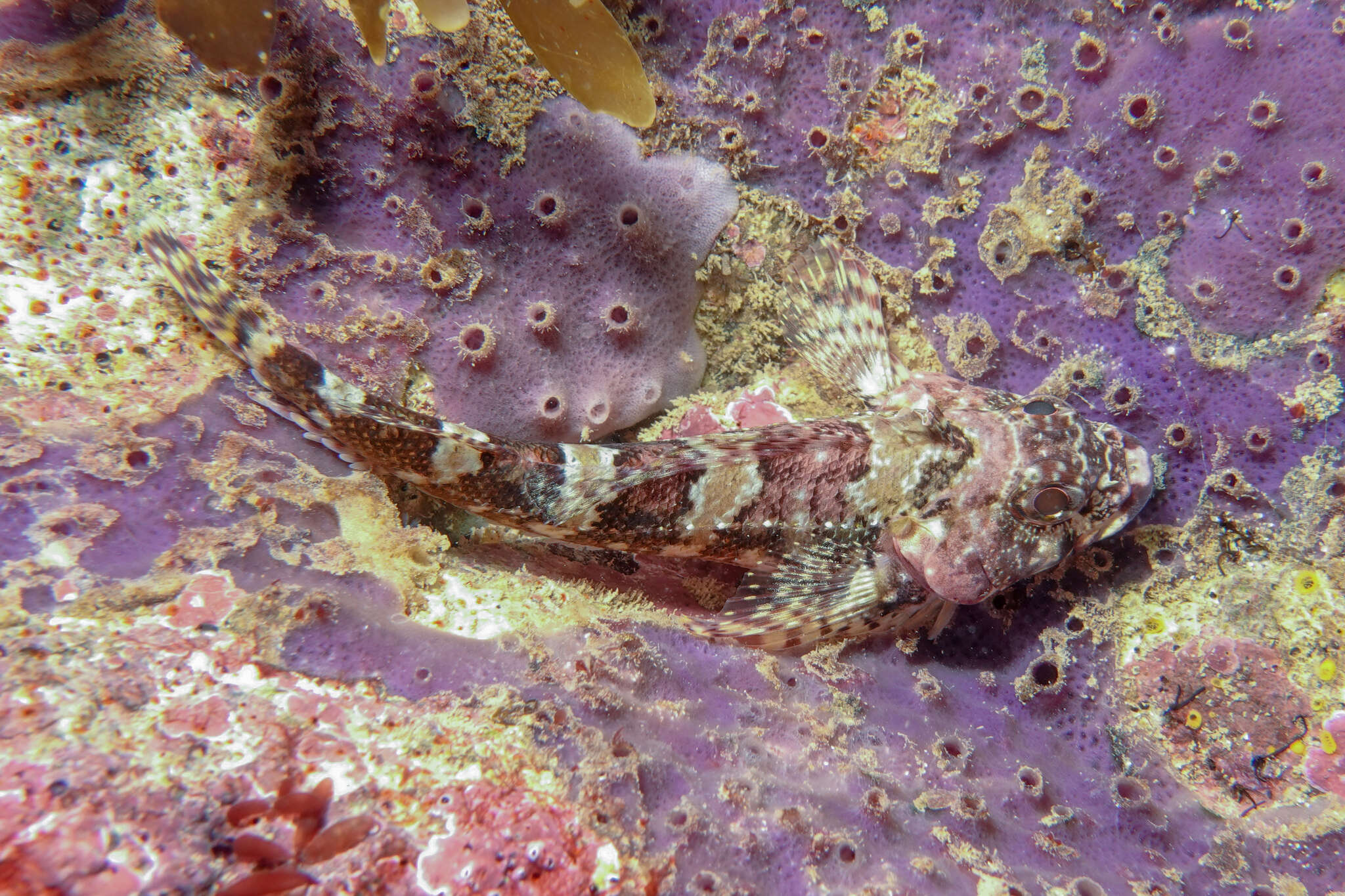 Image of New Zealand Scaly-headed Triplefin