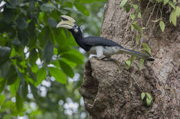 Image of Oriental Pied Hornbill
