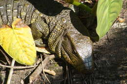 Image of Northern caiman lizard