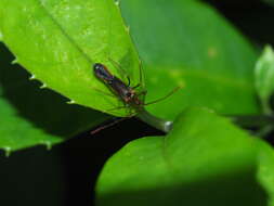 Слика од Helopeltis cinchonae Mann 1907