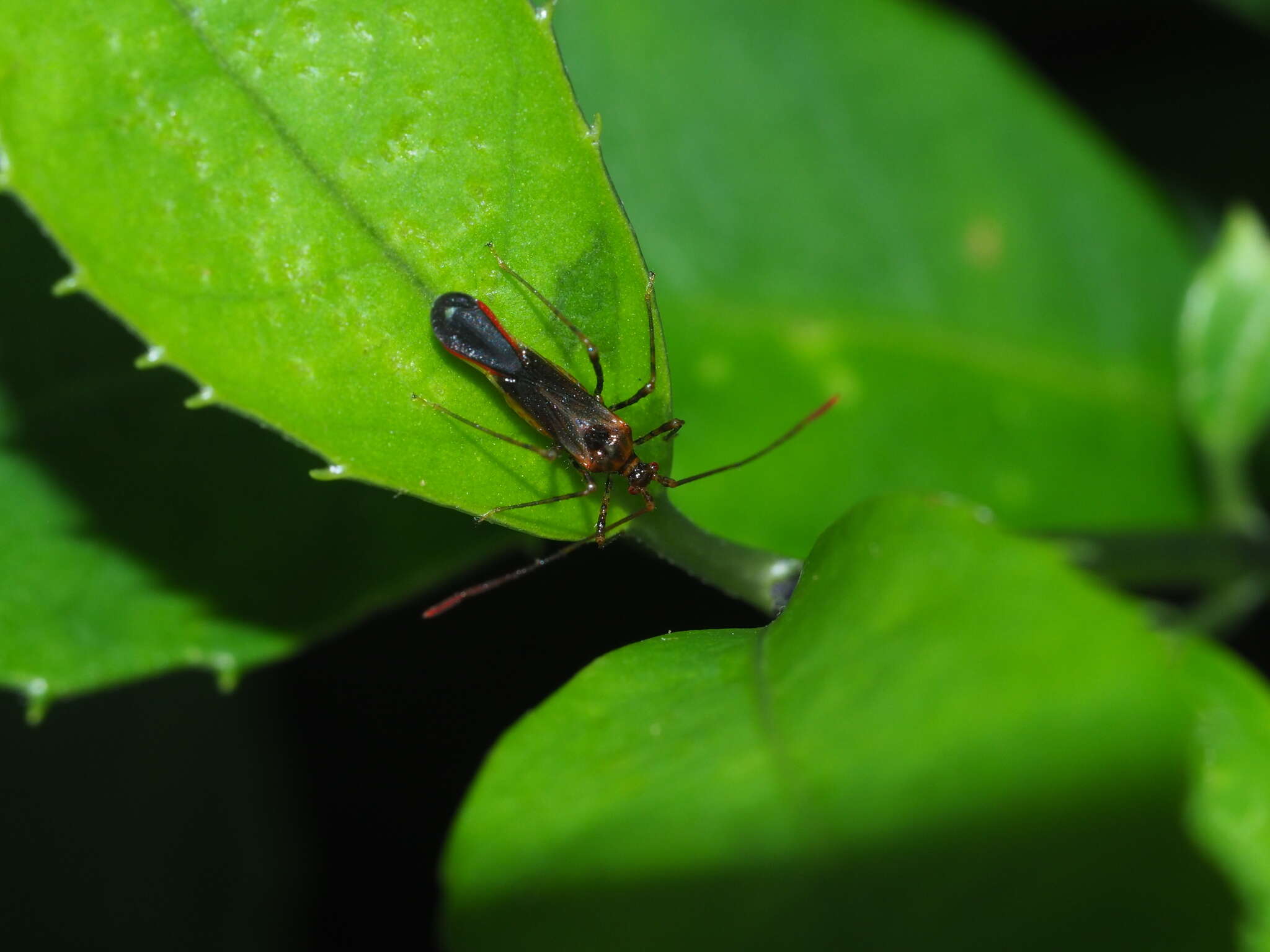 Слика од Helopeltis cinchonae Mann 1907