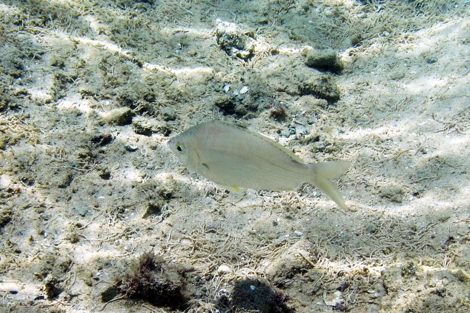 Image of Common Silver Belly