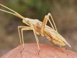 Image of Miridius longiceps Wagner 1955