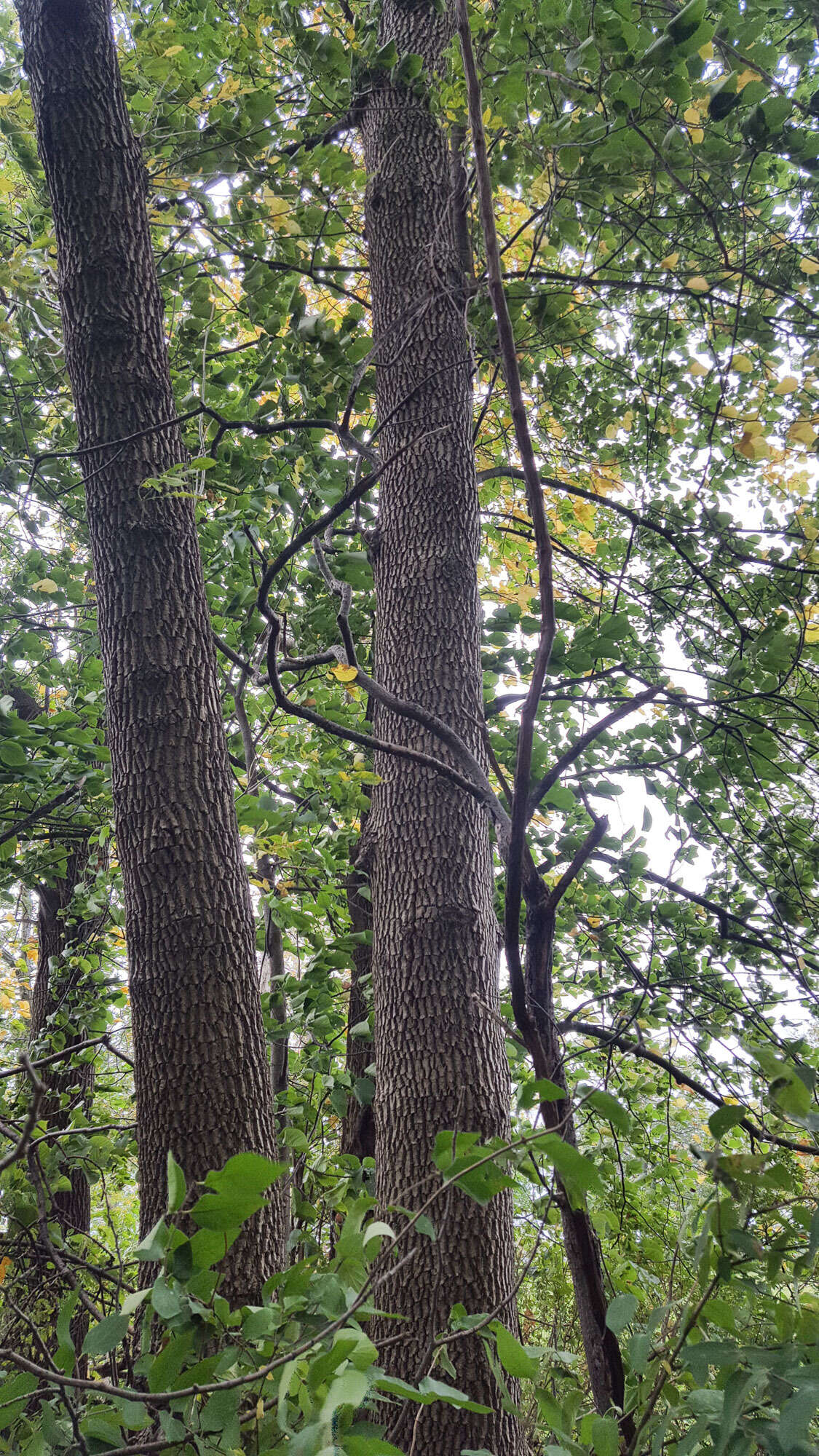 Image of pumpkin ash