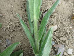 Image of false flax