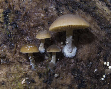 <i>Simocybe largispora</i>的圖片