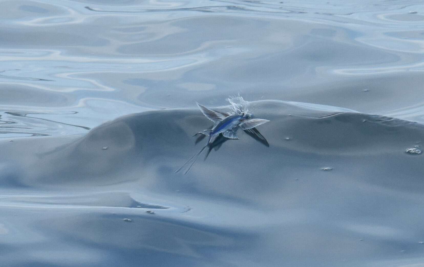 Image of Bandwing Flyingfish