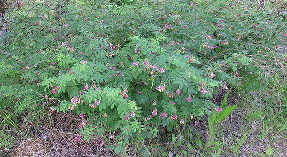 Imagem de Lathyrus niger (L.) Bernh.