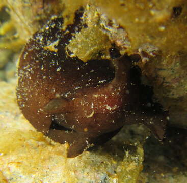 Image of walking sea hare