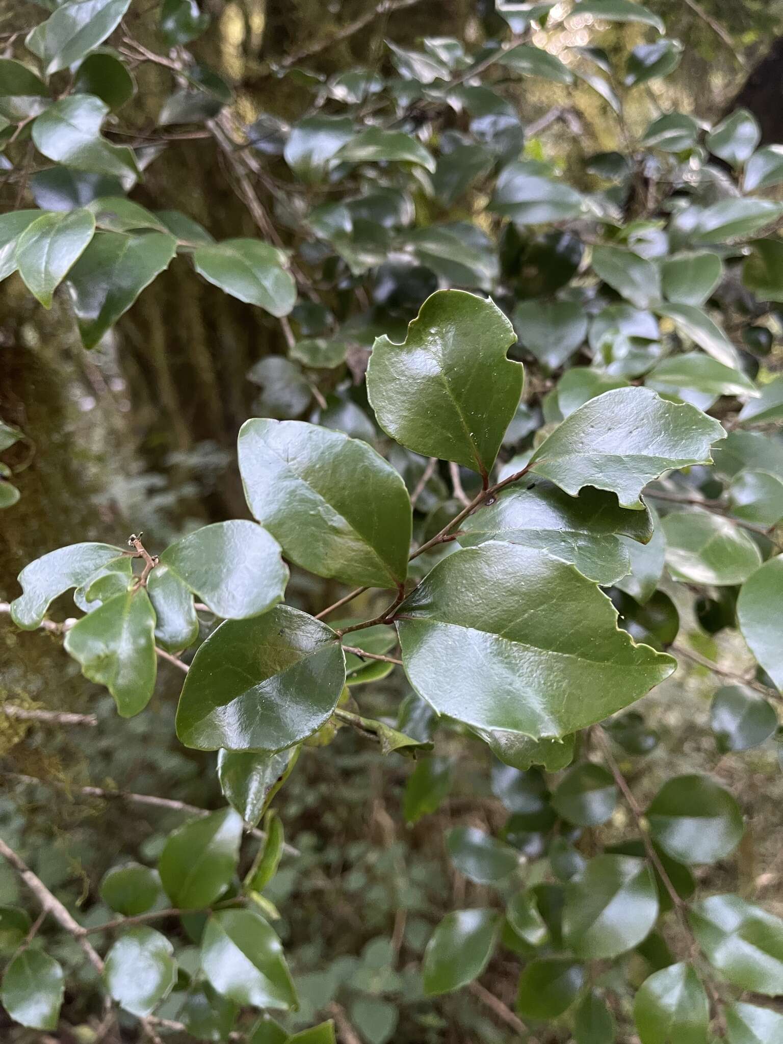 Image of Glossy sourberry