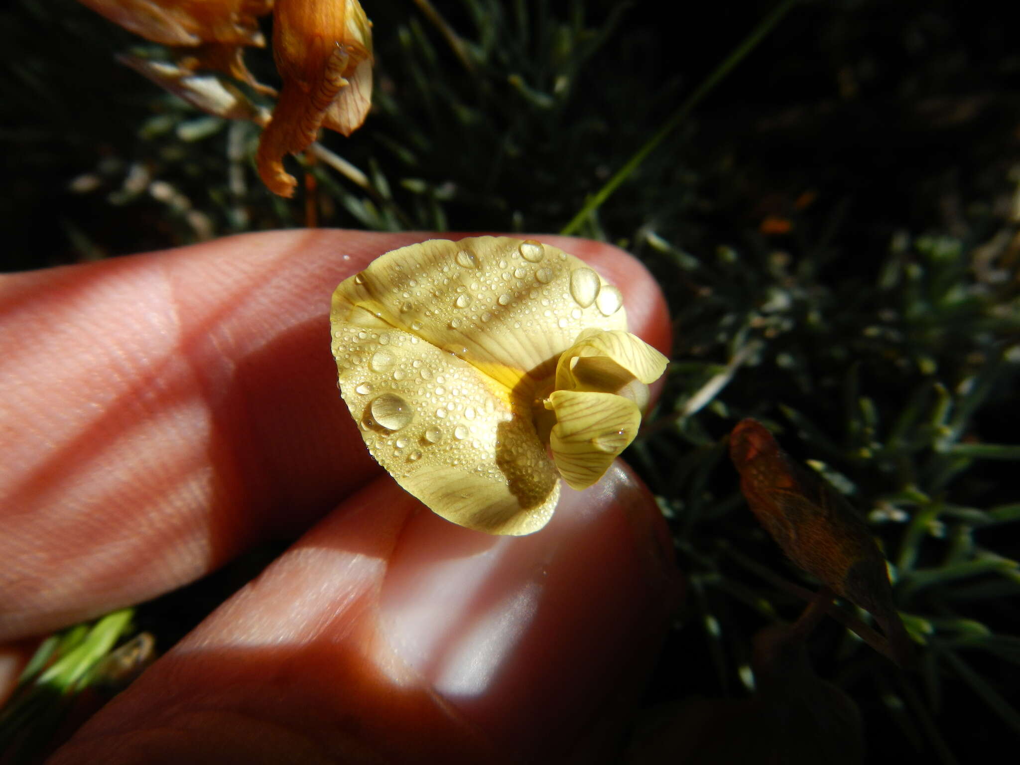 صورة Lotononis gracilifolia B.-E. van Wyk