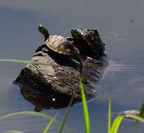 Image of Cumberland slider