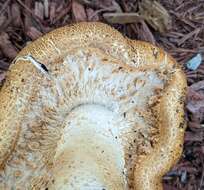 Image of Agaricus nanaugustus Kerrigan 2016