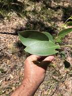 Image of blue-leaf stringybark