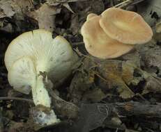 Image of funnel clitocybe