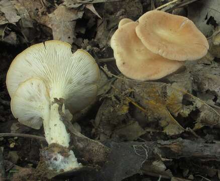 Слика од Clitocybe gibba (Pers.) P. Kumm. 1871