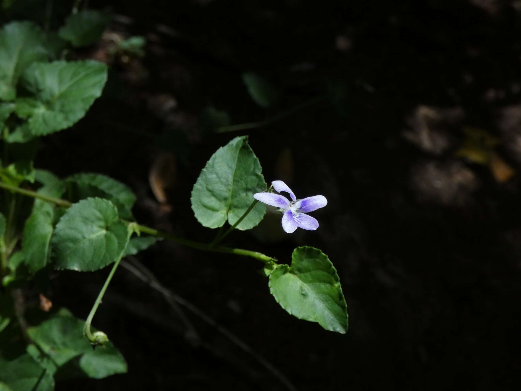 Image of Viola anagae A. Gilli