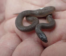 Image of Rough Earth Snake