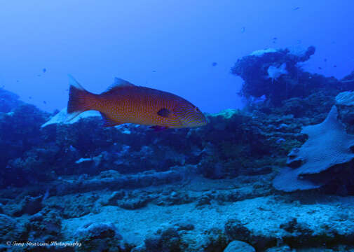 صورة Plectropomus oligacanthus (Bleeker 1855)