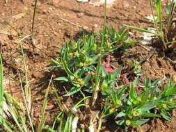 Image of Euphorbia gueinzii Boiss.