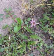 Image of toad lily