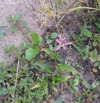 Image of toad lily