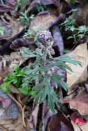 Image of Artemisia indica Willd.