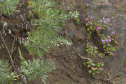 Image of Artemisia schmidtiana Maxim.