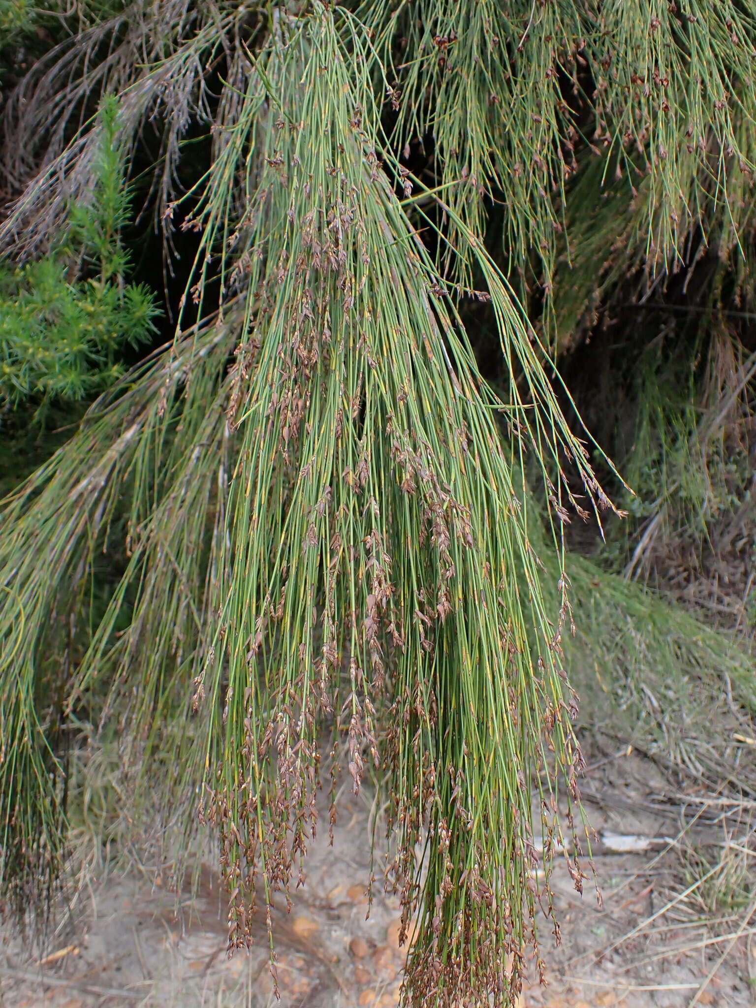 Image of Platycaulos callistachyus (Kunth) H. P. Linder